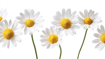 Obraz premium Detailed view of delicate daisies with their white petals and yellow centers, isolated white background, minimalist line art style