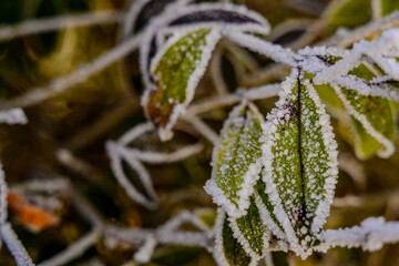 Mit Raureif bedeckte Bl&auml;tter