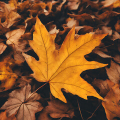 maple leaf