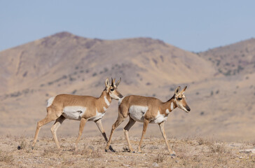 Buck and Doe Proinghorn Antelope in Autumn in the Utah Desert