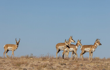 Buck and Doe Proinghorn Antelope in Autumn in the Utah Desert