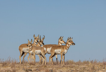 Fototapeta premium Buck and Doe Proinghorn Antelope in Autumn in the Utah Desert