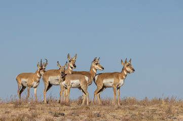 Buck and Doe Proinghorn Antelope in Autumn in the Utah Desert