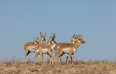 Buck and Doe Proinghorn Antelope in Autumn in the Utah Desert