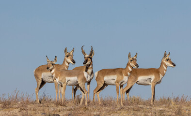 Buck and Doe Proinghorn Antelope in Autumn in the Utah Desert