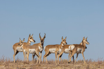 Buck and Doe Proinghorn Antelope in Autumn in the Utah Desert