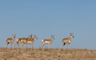 Buck and Doe Proinghorn Antelope in Autumn in the Utah Desert