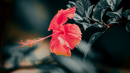 Flores mineiras Brasil