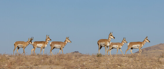 Buck and Doe Proinghorn Antelope in Autumn in the Utah Desert