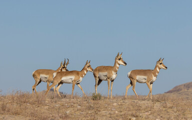 Buck and Doe Proinghorn Antelope in Autumn in the Utah Desert