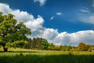 Fototapeta premium field and blue sky with clouds