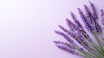 Obraz premium Lavender leaves abstract background concept. Beautiful lavender flowers arranged elegantly on a soft purple background.