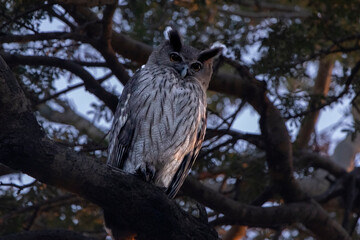 owl sitting on tree