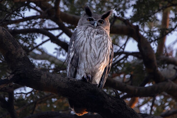 owl on tree