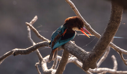 White throated kingfisher