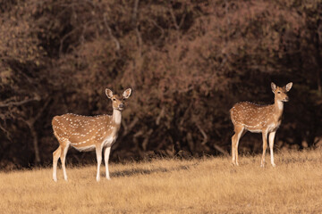 deer in the woods