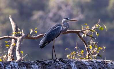 Grey heron