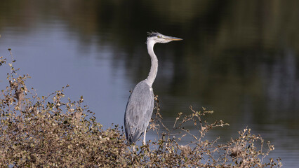 Grey heron