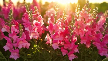 background of fresh pink snapdragons with sunlight filtering through