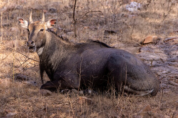 Nilgai bull