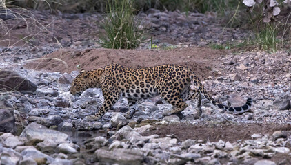 Leopard in India