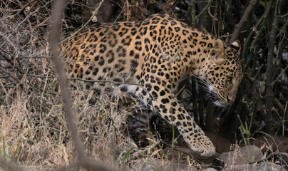 Leopard in India