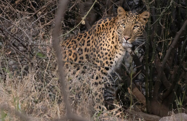 Leopard in India