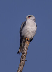 Black shouldered kite
