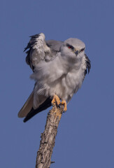 Black shouldered kite