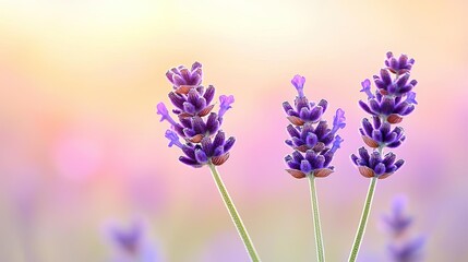 Naklejka premium Lavender floral abstract background concept. Beautiful lavender flowers in soft light, symbolizing tranquility and nature's beauty.