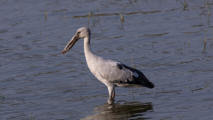 Asian openbill stork