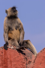 Langur monkey
