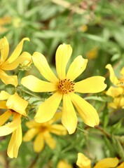 A close view of the yellow wildflower in the field.