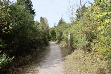 The empty trail in the woods on a sunny day.
