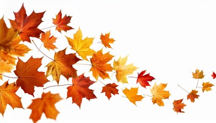 autumn leaves isolated on white background
