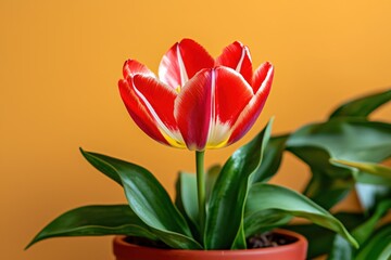 Vibrant Red and Yellow Tulip Flower Blooming Against a Bright Orange Background