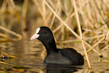 Eurasian coot is floating on the water