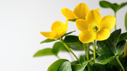 Fototapeta premium Bright Yellow Flowers with Green Leaves in Indoor Natural Light Setting
