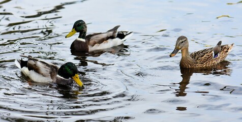 duck swimming in a lake with water droplets on the water closeup