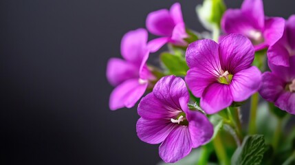 Fototapeta premium Vibrant Purple Flowers Blooming Against a Dark Background in Soft Natural Light