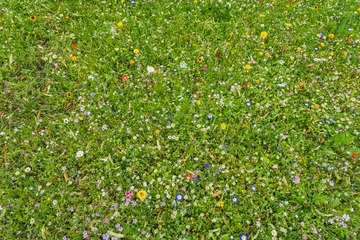Keuken achterwand Gras Colorful little wild flowers blossoming in green grass  © Aleksandr Fedosov