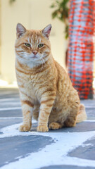 Gato caramelo em destaque, com pelos dourados, olhar curioso e expressão fofa. Animal doméstico em ambiente tranquilo e aconchegante
