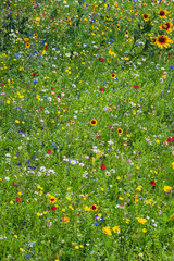 Colorful little wild flowers blossoming in green grass