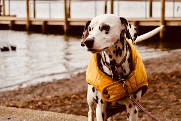Dalmatian by the lake