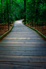 Obraz premium Wooden Walkway through Bavarian Forest.