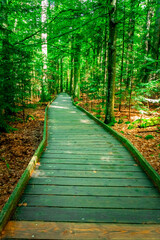 Roots and Moss in Bavaria Germany