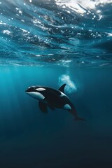 Orca swims below surface.