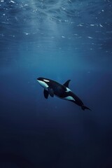 Orca swimming underwater in deep blue ocean. Sunlight beams through water.