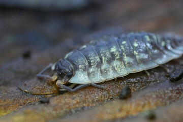 Selective focus closeup on a shiny woodlouse , Oniscus asellus , on a peice of wood in the garden