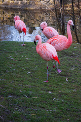 Flamingos in full red plumage